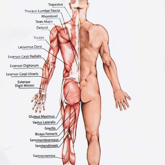 **NEW** UniForU Trigger Point Body Massager (Blue) - Picture 7 of 10